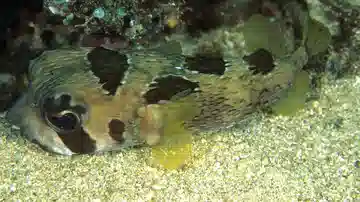 Black-Blotched Porcupine Puffer